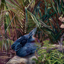 Blue%20Crowned%20Pigeon (thumbnail)