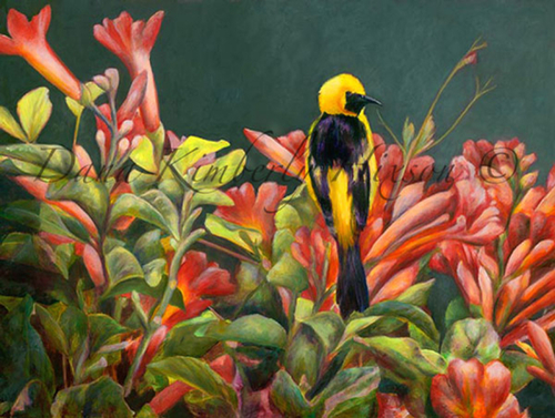 Oriole (large view)