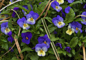 floral, pansies, garden - Floral Photography