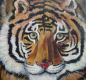 Tiger (thumbnail)
