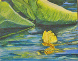 Hosmer%20Lake%20Lily (thumbnail)
