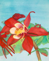 Red%20Columbine (thumbnail)