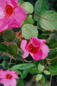 Roses%20and%20Raindrops (thumbnail)
