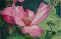 Single%20Rose%20Wonder%20II (thumbnail)