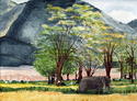 Out%20For%20A%20Stroll%20in%20Ngorogoro%20Crater (thumbnail)