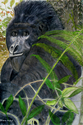 Silverback%20Nyakagezi%20Thoughts (thumbnail)