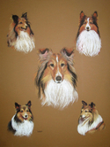 Painting--Pastels-AnimalsShelties Thru The Years