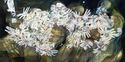 Painting--Oil-SpiritualDITHYRAMB (perigee)