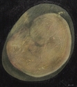 Painting--Oil-FigurativeOUTRIDER (3)
