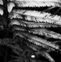 Desmond Manny - Fern - May 2011