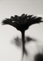 untitled (thumbnail)