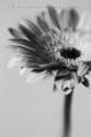 untitled (thumbnail)