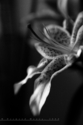 untitled (thumbnail)
