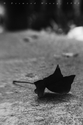 untitled (thumbnail)
