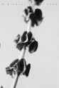 untitled (thumbnail)