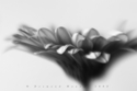 untitled (thumbnail)