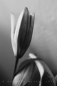 untitled (thumbnail)