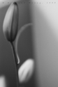untitled (thumbnail)