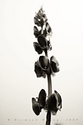 untitled (thumbnail)