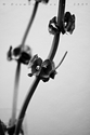 untitled (thumbnail)