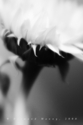 untitled (thumbnail)