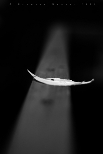 Leaf%20on%20rail%20%231 (large view)