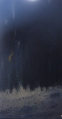 1050%20Light%20in%20the%20Woods (thumbnail)