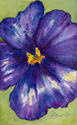 Pansy