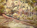 Fallen Tree Along Blue River