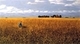 Painting--Pastels-LandscapePatience of Gold