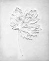 White%20Leaf%20for%20Peter (thumbnail)