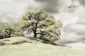 Oak Tree I Oak%20Tree%20I (thumbnail)