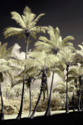 Palms I Palms%20I (thumbnail)