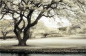 Soft Light Soft%20Light (thumbnail)