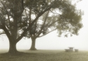 Morning Fog Morning%20Fog (thumbnail)