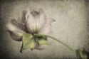 Hellebore II Hellebore%20II (thumbnail)