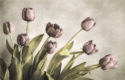 Approaching Spring Approaching%20Spring (thumbnail)