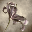 Purple Lily Purple%20Lily (thumbnail)
