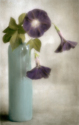 Morning Glories Morning%20Glories (thumbnail)
