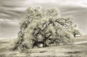 Twilight Twilight (thumbnail)