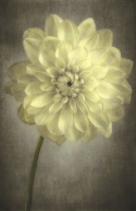 Dahlia Dahlia (thumbnail)