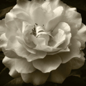 Bloom Bloom (thumbnail)