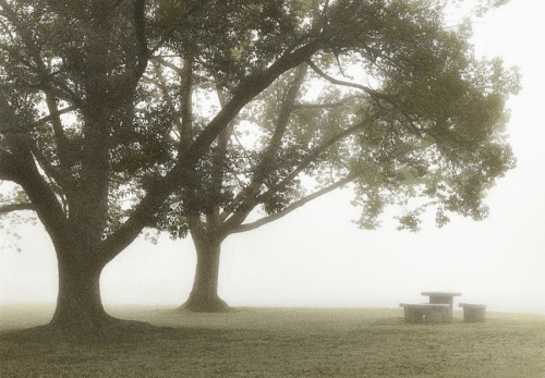 Morning%20Fog (large view)