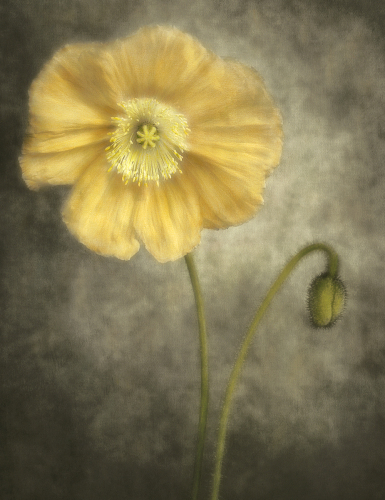 Floral amp Still Life