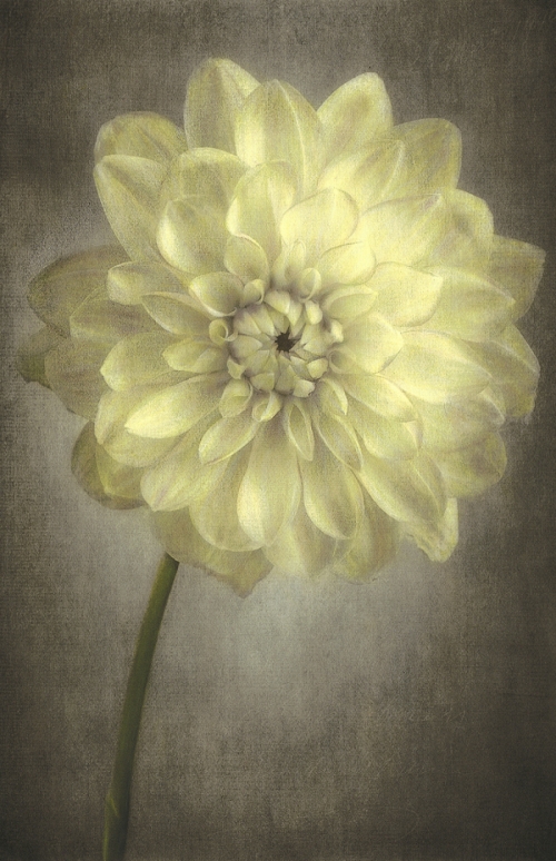 Dahlia (large view)