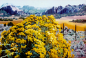 Kolob Canyons