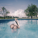 Pelican, Florida  1982