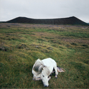 Pony, Iceland  1980