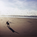 Yipper on the Beach, Oregon 1981