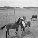 Horses and Peace Sign, Montana 1987